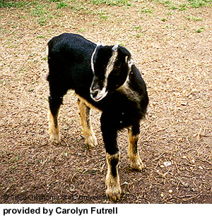 A black and tan goat without ears and "provided by Carolyn Futrell" at the bottom.