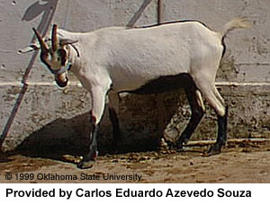 A light grey goat with black markings and "Provided by Carlos Eduardo Azevedo Souza" at the bottom.
