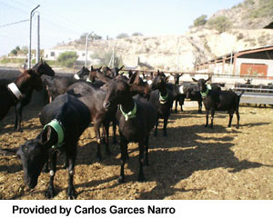 Solid black goats with green collars and "Provided by Carlos Garces Narro" at the bottom.