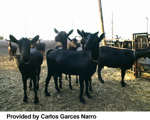 Solid black goats standing in a pen and "Provided by Carlos Garces Narro" at the bottom.