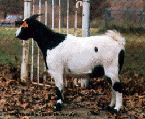 A goat with a white body and black head.