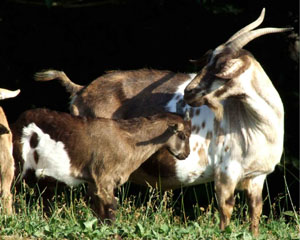 A brown and white goat with horns standing next to a kid.