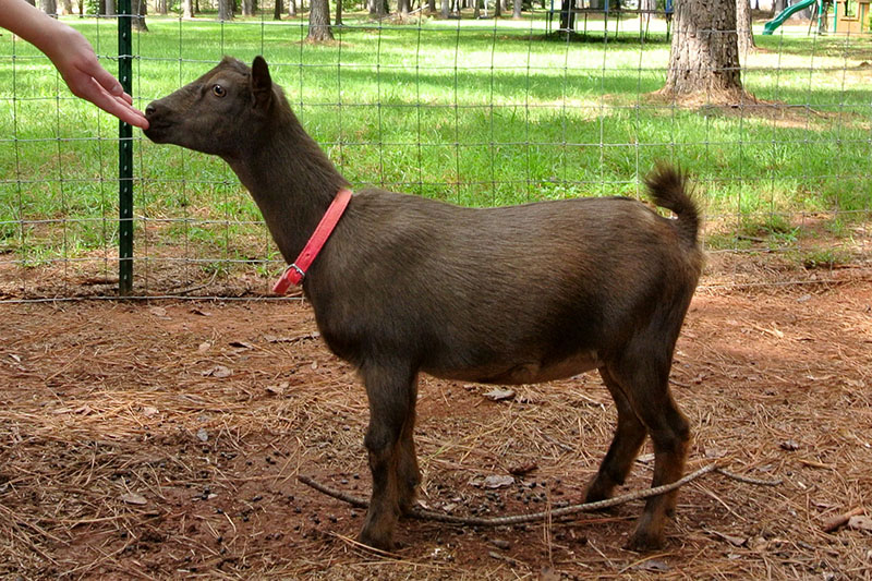 A brown goat with a red collar.