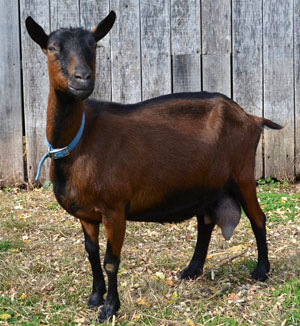 A brown and black goat standing in grass.