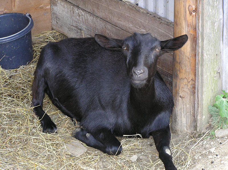 A black goat laying in straw.