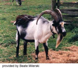 A black and white goat with horns and a white beard and 