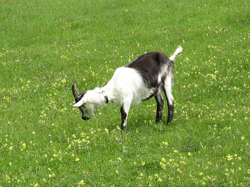 A white and black goat eating grass.