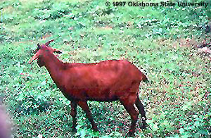 A red goat standing in grass.