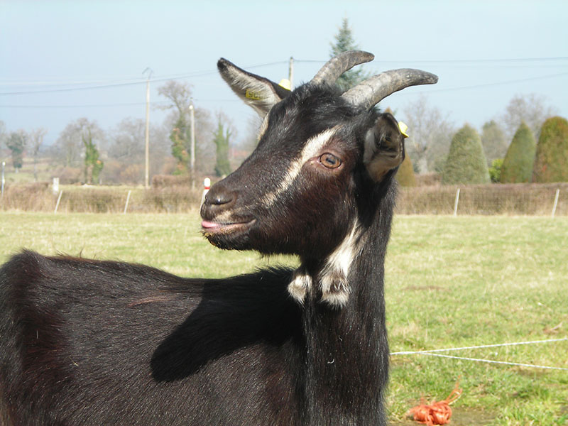 A black goat with white stripes on the face.