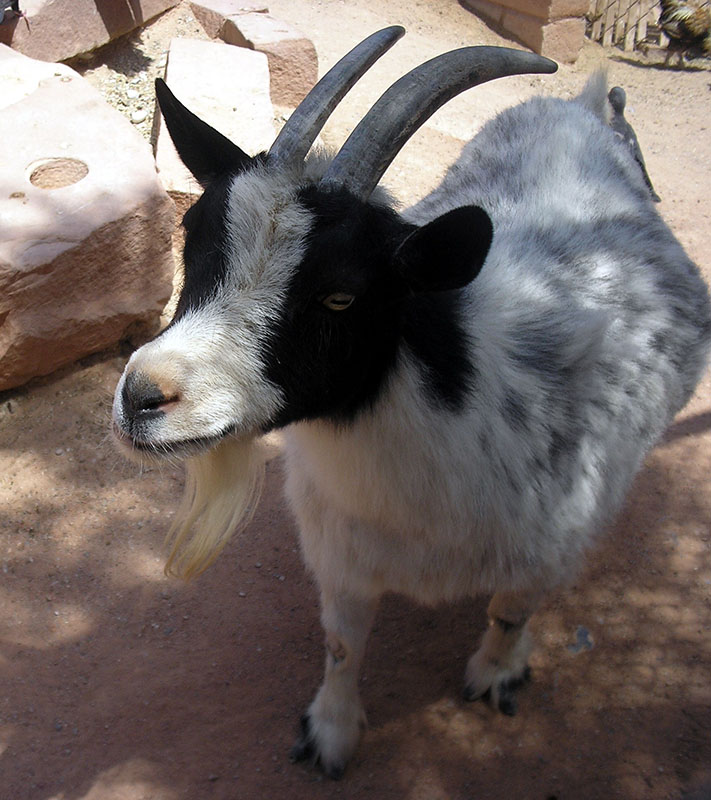 Pygmy Goats | Oklahoma State University