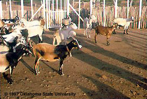 Brown and white goats standing in a dirt pen.