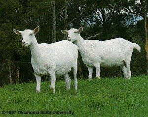 Two solid white goats standing in green grass.