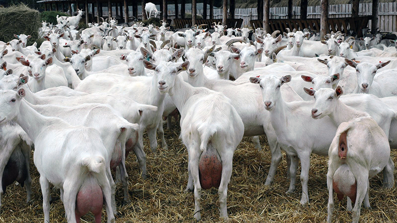 Saanen Goats  Oklahoma State University