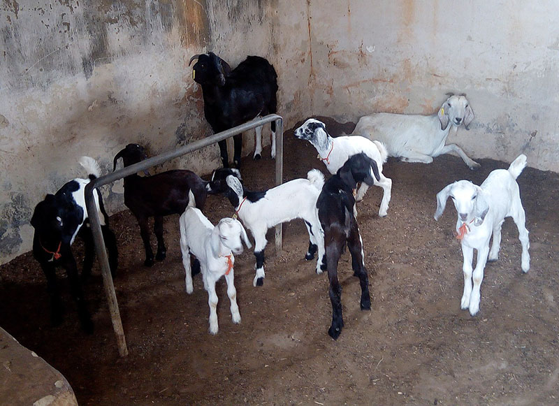 Sahelian Goats | Oklahoma State University