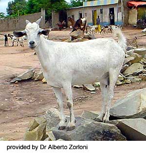 A white goat standing on rocks and "provided by Dr. Alberto Zorloni" at the bottom.