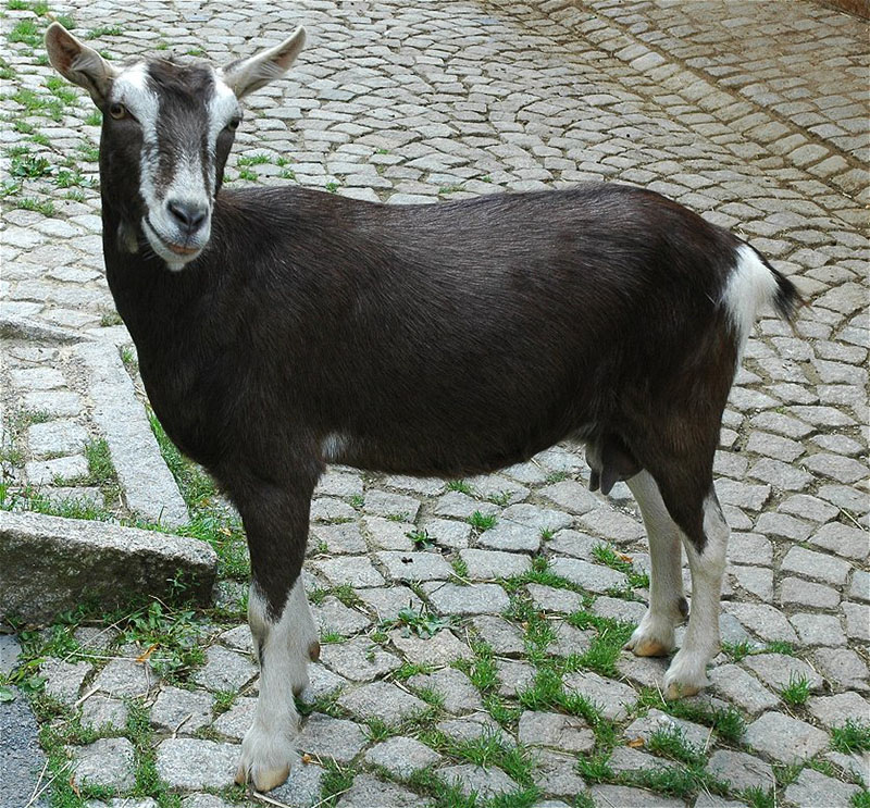 A brown and white goat standing in the street.