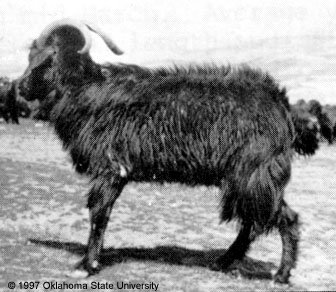 A black, long haired goat with horns.