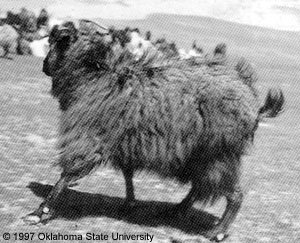 A black goat with long hair standing in a field.