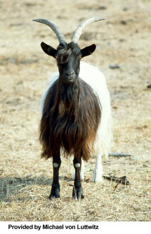 A goat with a black head and shoulders with "Provided by Michael von Luttwitz" at the bottom.