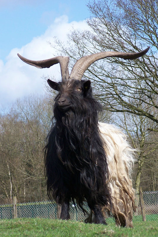 A long haired goat with a black head and shoulders.