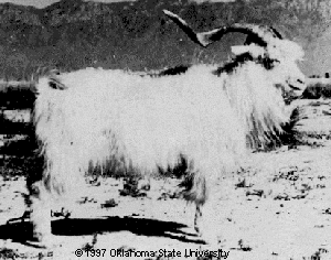 A solid white goat with long twisted horns.