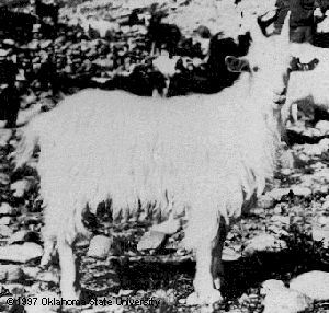 A solid white goat standing on rocks.