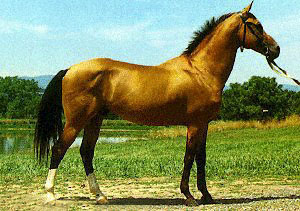 A brown Akhal-Teke horse in show position with a bridle on.