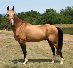 A buckskin Akhal-Teke Horse standing alert with perked up ears.