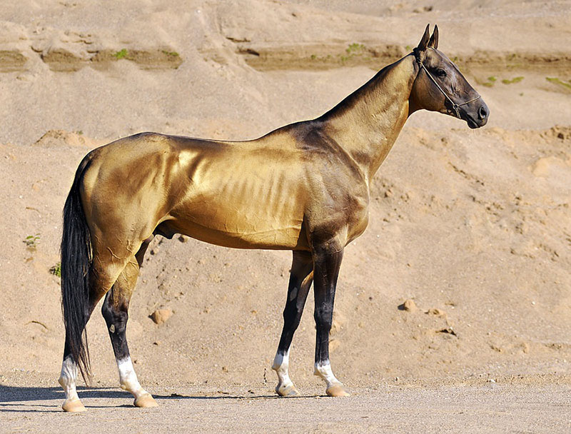 Brown Akhal-Teke horse standing on a road posing for a picture.