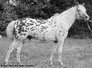 Black and white photo of a spotted Altai horse posing with a bridle on.