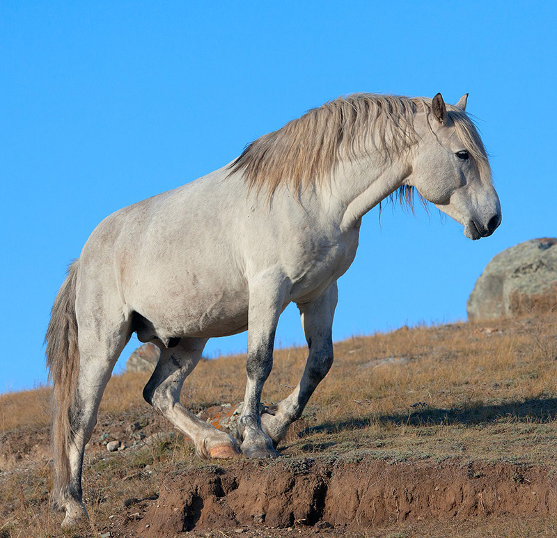 A white Altai horse walking up dirt and rocky terrain.