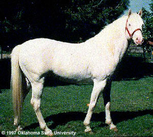 An American Creme and White horse in a posed position with a halter.