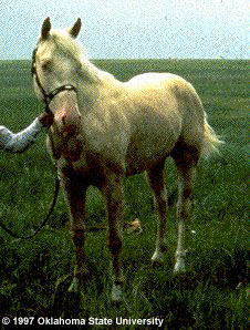 A person standing with an American Creme and White horse in a green pasture.