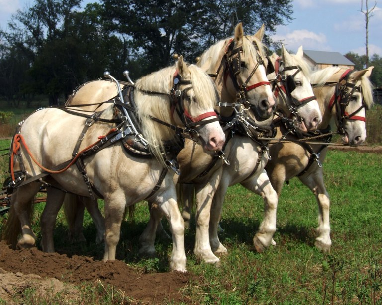 A team of four American Cream Draft horses with harnesses pulling equipment in a field.