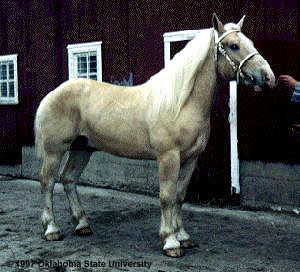 Gold-champagne American Cream Draft horse posing with a bridle in front of a barn.
