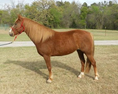A sorrel American Walking Pony in posing stance for a professional photo.