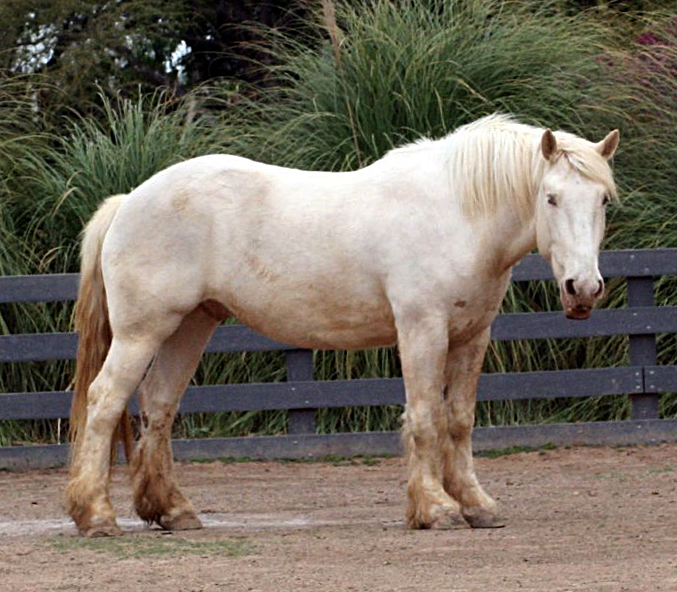 Off-white American Cream Draft Horse standing on dirt in a pasture.