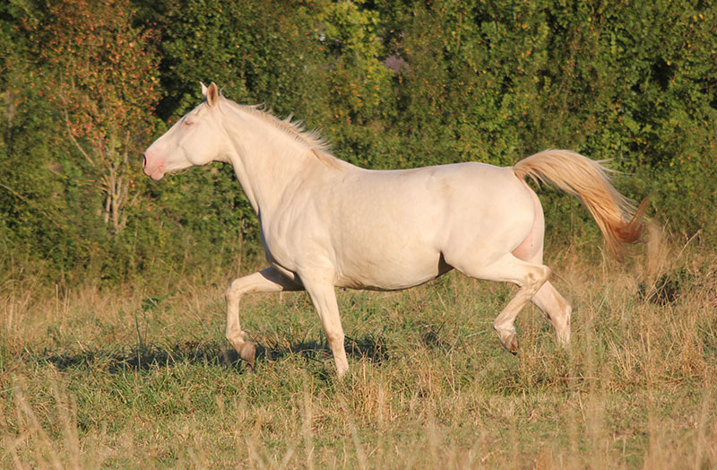 American Creme and White horse running in the pasture.