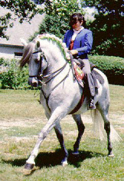 Woman riding a white Andalusian Horse.