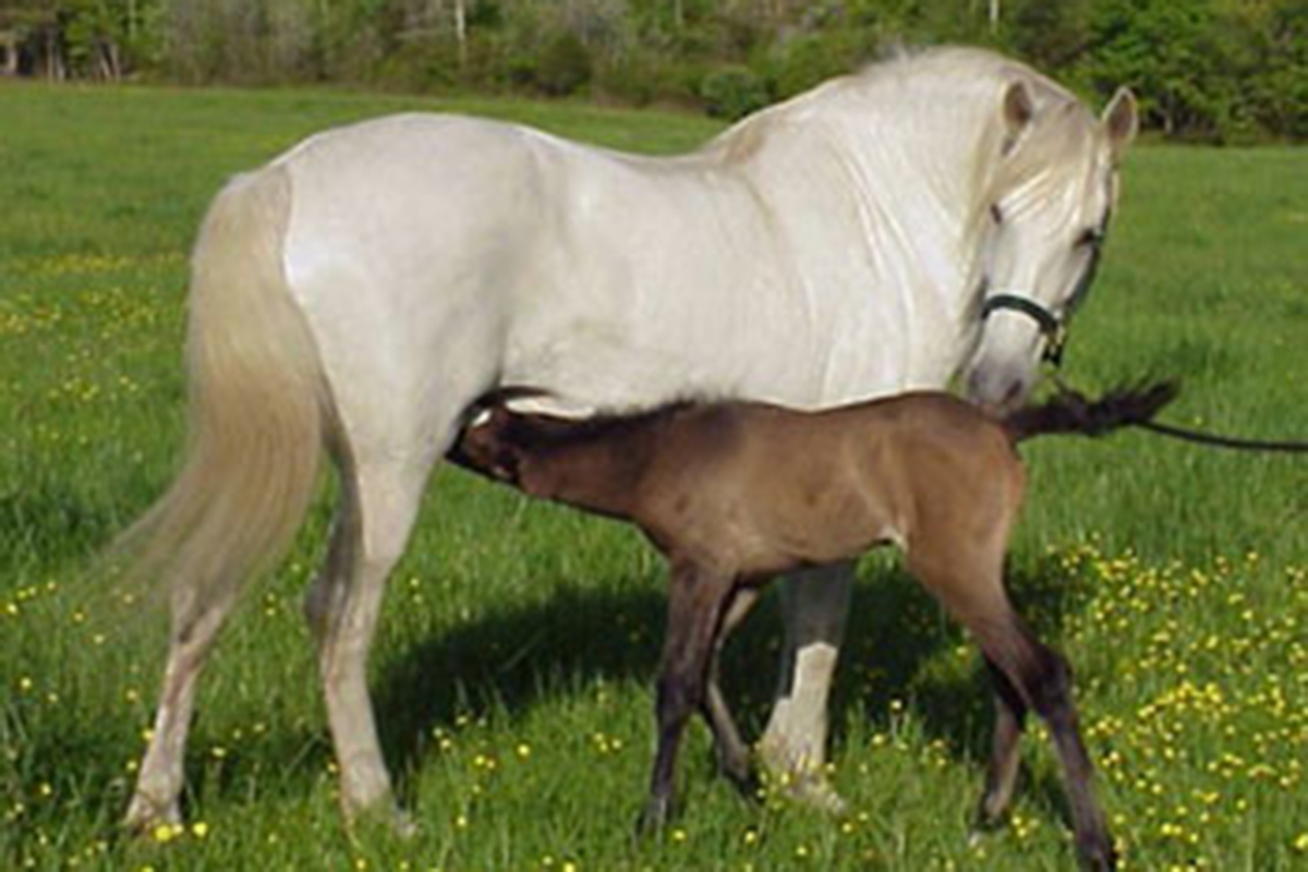 Grey Andalusian Horse mare nursing her baby in the pasture.