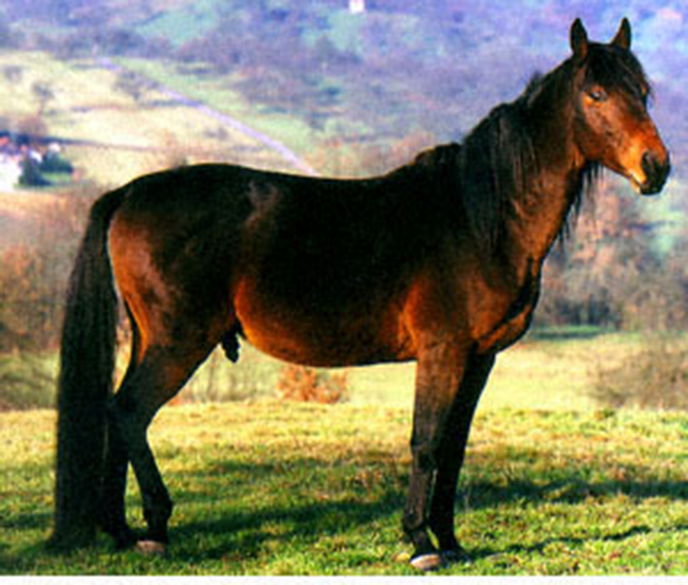 Bay Anglo-Kabarda Horse standing alert in a pasture. 