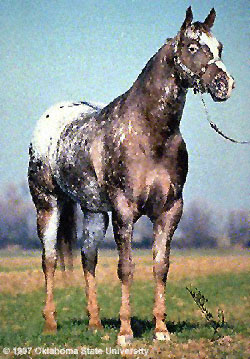 An appaloosa horse posing for a professional photo.