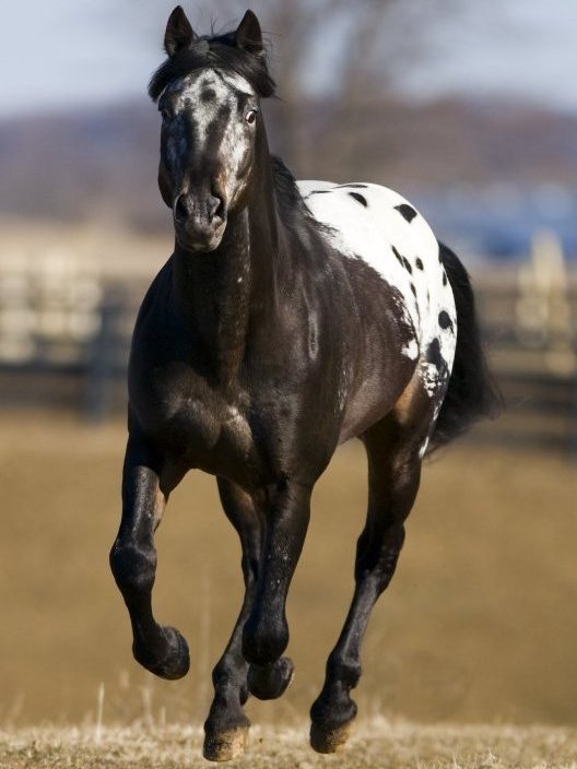 Black and white appaloosa horse running in the pasture.