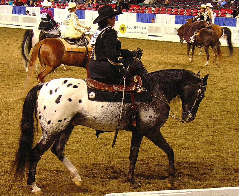 Rider and AraApaloose horse dressed and in the arena for a horse show.