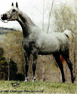 A gray Arabian horse in a standing show position.