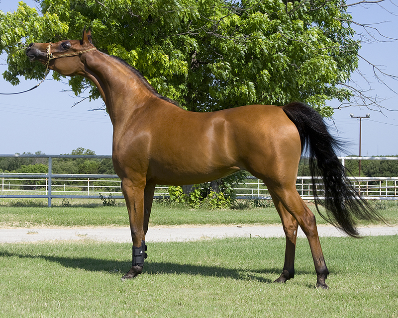 A brown Arabian horse standing in a show position.