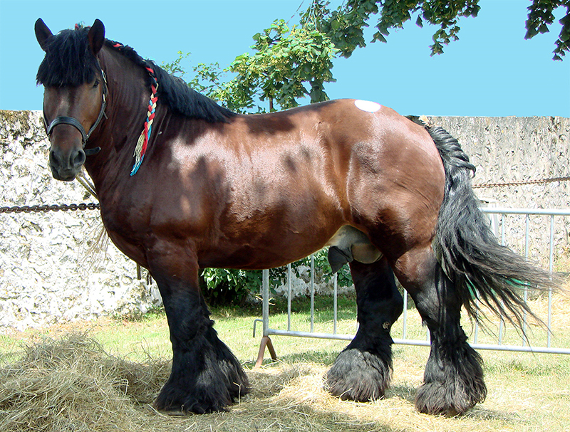 Horse Breed: Dutch Draft