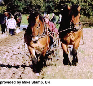 Ardennes Horse - Full Profile, History, and Care