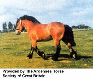 Equine 411: All About The Ardennes Horse Breed