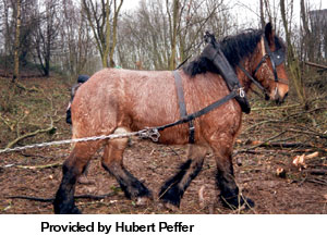 Ardennes Horse - Full Profile, History, and Care